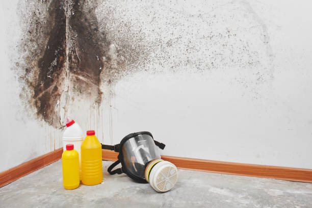 Best Commercial Mold Removal  in Farmington, MO