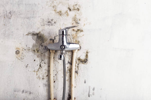 Best Mold Damage Repair  in Farmington, MO