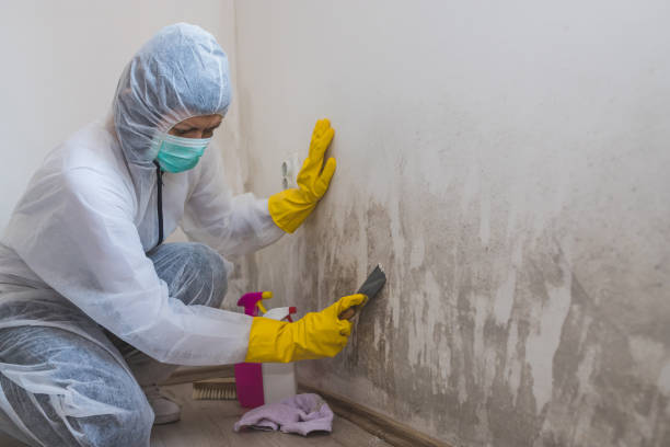 Best Attic Mold Removal  in Farmington, MO