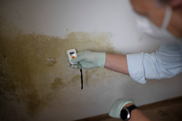 Best Certified Mold Removal  in Farmington, MO