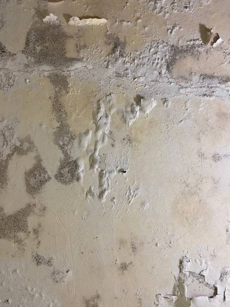Best Mold Testing  in Farmington, MO
