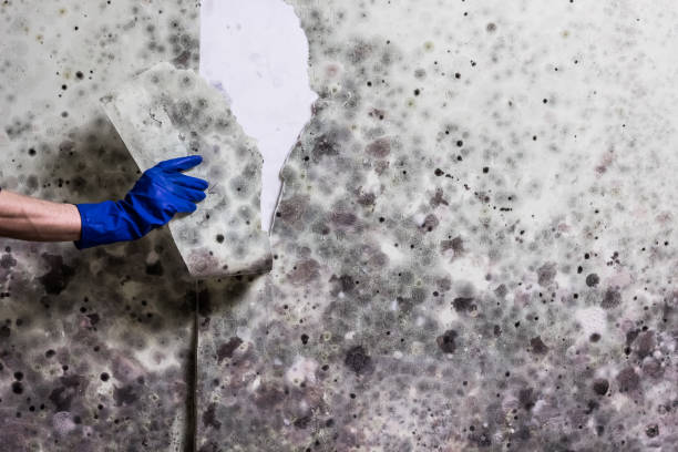 Best Professional Mold Removal  in Farmington, MO